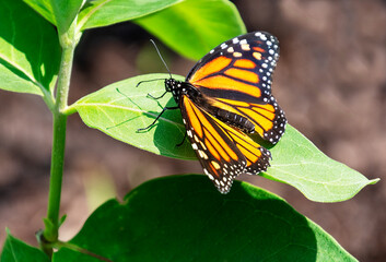 A beautiful orange and black female monarch butterfly rests on the leaf of a milkweed plant