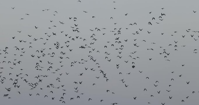 envol d'un groupe de pigeon ramier (Columba palumbus)