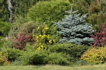 Landscape with blue spruce, burgundy barberry, pines, thujas. Green park background