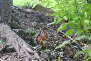 squirrel in the forest