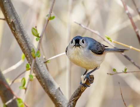A tufted titmouse bird looks into camera as it holds a partially eaten seed in its feet