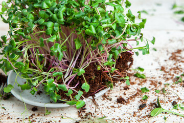 Live food of sprouts. Growing micro plants at home. Raw plants for vegans. Natural detox