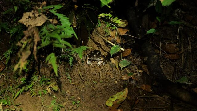 Cane toad in the jungle by the river Costa Rican amphibian wildlife night shot close up