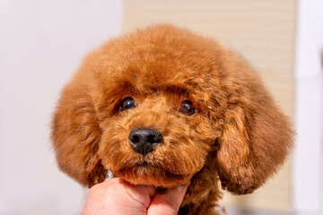 Portrait ​of adorable Apricot little poodle in a hair salon for dogs. Professional cares for a dog in a specialized salon.