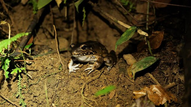 Cane toad on some dirt Costa Rican amphibian wildlife night shot close up