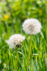 dandelion white with seeds. Ripe dandelion. Blowball of Taraxacum plant on long stem. Dandelions snuggled in the grass. Close up view. Selective focus. toned