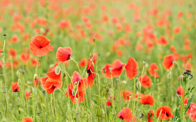Fototapeta na wymiar Field of bright red wild poppies, petals wet from rain
