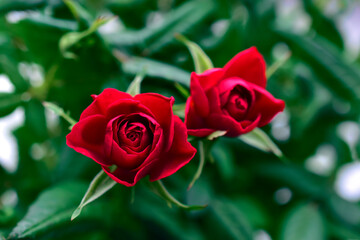 Red rose flower close up on a bush