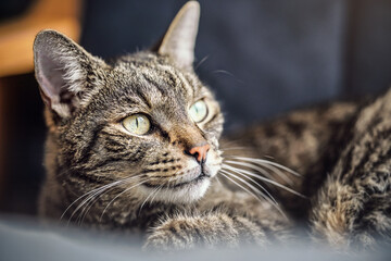 Gray brown tabby cat resting on armchair, looking curiously, closeup detail on his head