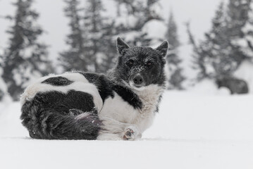 A homeless dog is laying on the snow.
