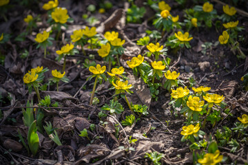 Eranthis hyemalis blooming in garden