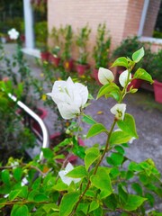 flowers in the garden