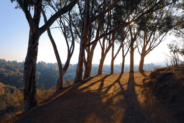Tree lined Inspiration Point hiking trail in Will Rogers State Historic Park in the morning shadows