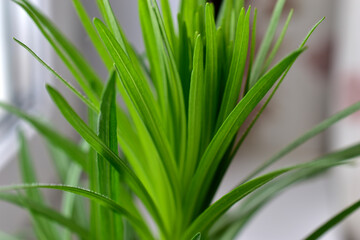 Green bush in a pot home seedlings grass