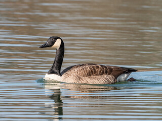 Kanadagans (Branta canadensis) schwimmt auf einem Fluss