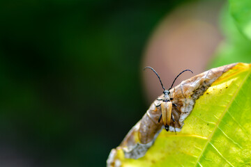 A Red-brown Longhorn Beetle