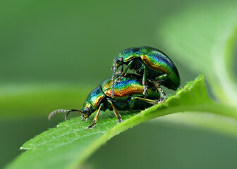 zwei metallisch glänzende Blattkäfer mit Regenbogenfarben bei der Paarung, Chrysolina fastuosa