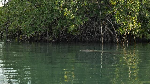 Giant beast american crocodile swimming in a mangrove Costa Rica zancudo area 