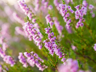 Purple heather plant flowers