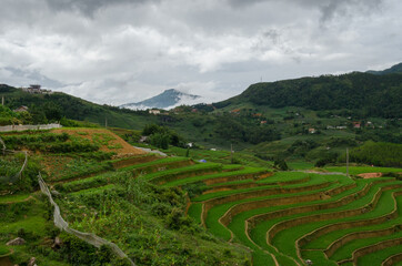 Fototapeta na wymiar Vietnam rice terrace