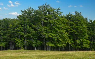 A hay field borders with a dark beech tree forest. Sunny summer day, Parang Mountains, Carpathia, Romania.