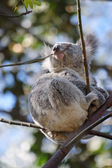 Koala relaxing in the trees.