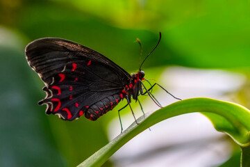 Macro shots, Beautiful nature scene. Closeup beautiful butterfly sitting on the flower in a summer garden.