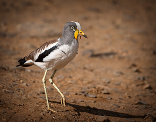 White-crowned Lapwing
