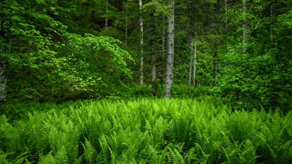 Bright green fern plants flourishing at the shelter of a mixed coniferous and beech forest. The luxuriant vegetation growth is seasonal: the photo is taken in june.
