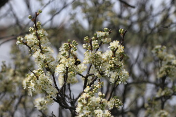 Fototapeta premium blossoming tree in spring