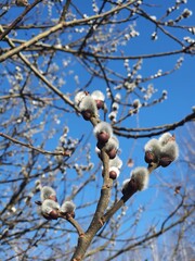 blossom in spring