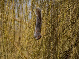 A SQUIRREL ON WILLOW TREE