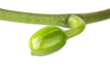 Closed orchid bud on a stem isolated on white