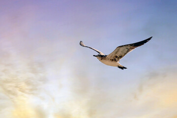 Seagull bird flying