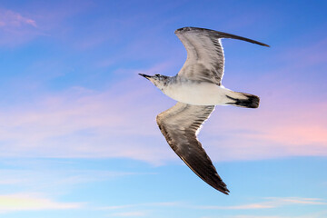 Obraz premium Seagull bird in mid-air