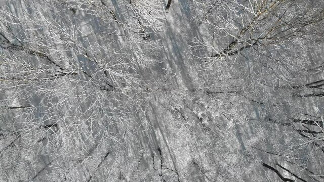 Beautiful winter forest. The trees are covered with snow and frost. View from the verdu over the forest. Flight between trees.