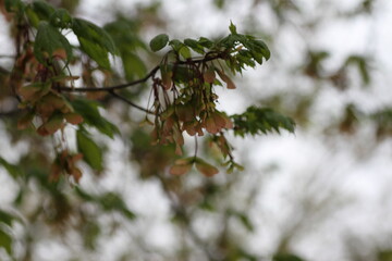 branches of a tree