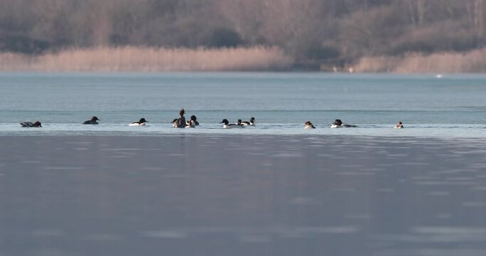 groupe de harle bi&egrave;vre  (Mergus merganser) plongeant dans l'eau au bord de la glace