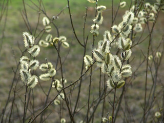 Spring flowering willow tree. Fluffy flowers.