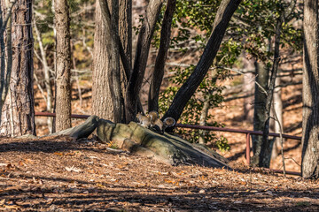 Two squirrels together in the park