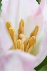 macrophotography of the stamen of a pink tulip. beautiful background with soft focus