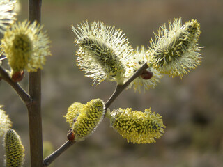 Spring flowering willow tree. Fluffy flowers.