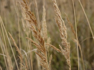 close up of wheat