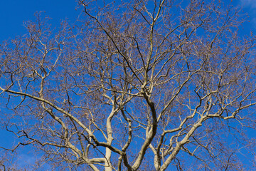 Fototapeta na wymiar plane tree branches against blue sky