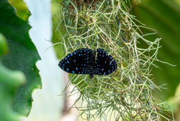 Macro shots, Beautiful nature scene. Closeup beautiful butterfly sitting on the flower in a summer garden.