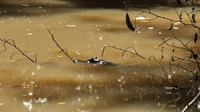 Caiman crocodilus spectacled caiman in muddy troubled water waiting for his prey Costa Rica

