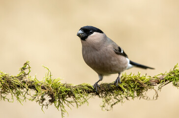 Eurasian bullfinch female ( Pyrrhula pyrrhula )