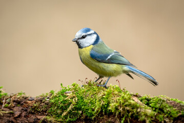 Blue tit ( Cyanistes caeruleus ) close up