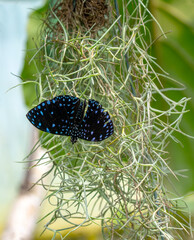 Macro shots, Beautiful nature scene. Closeup beautiful butterfly sitting on the flower in a summer garden.