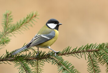 Naklejka premium Great tit close up ( Parus major )